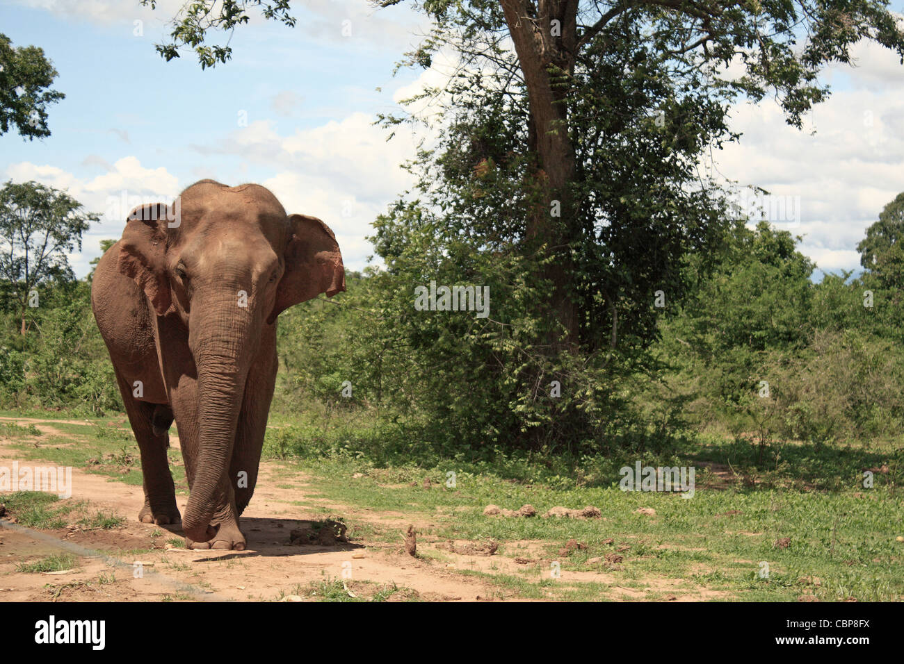 Elefant Uda Walawe Wild Life Reservat Sri Lanka Asien Stockfoto