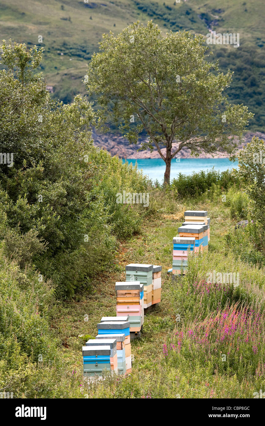 Bienenstöcke von am Ufer des Lac du Mont Cenis, Frankreich. Stockfoto