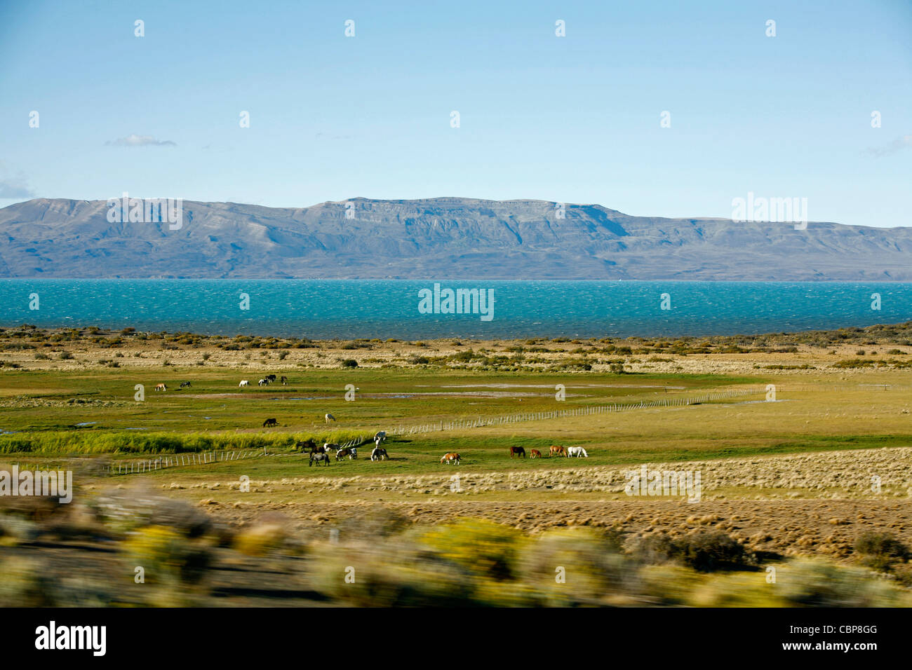 Landschaft in der Nähe von El Calafate Bereich mit Lago Argentino auf dem Hintergrund, Provinz Santa Cruz. Patagonien. Argentinien. Stockfoto