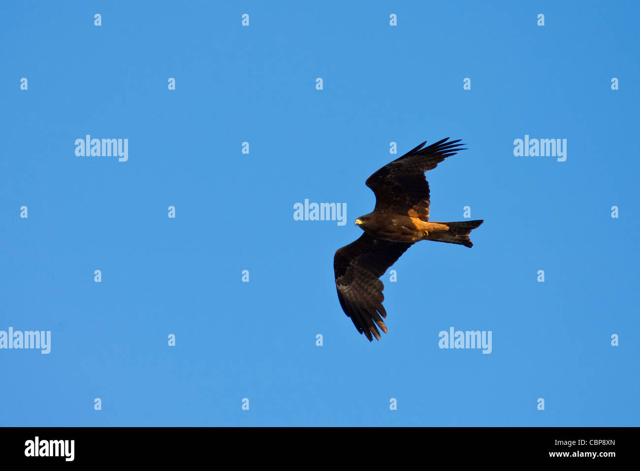 Indian Black Kite Raptor Vogel, Milvus Migrans von Pichola-See, am frühen Morgen, Udaipur, Rajasthan, Indien Stockfoto