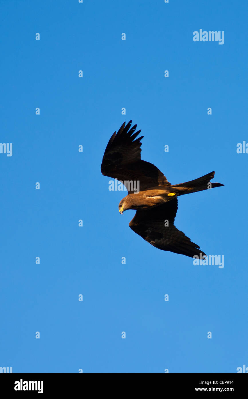 Indian Black Kite Raptor Vogel, Milvus Migrans, von Pichola-See, am frühen Morgen, Udaipur, Rajasthan, Indien Stockfoto