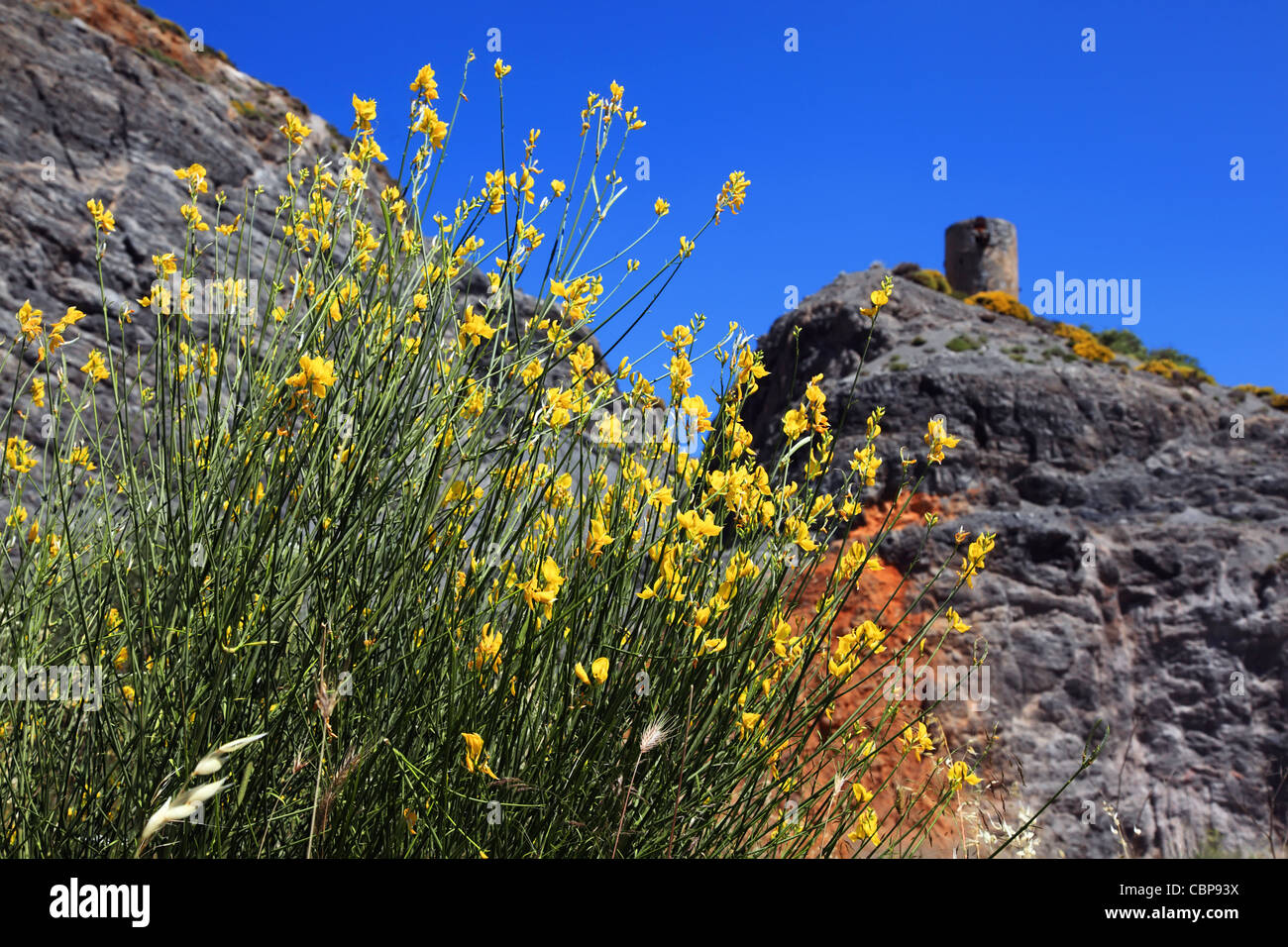 Bergblumen. Lassithi, Kreta, Griechenland. Stockfoto