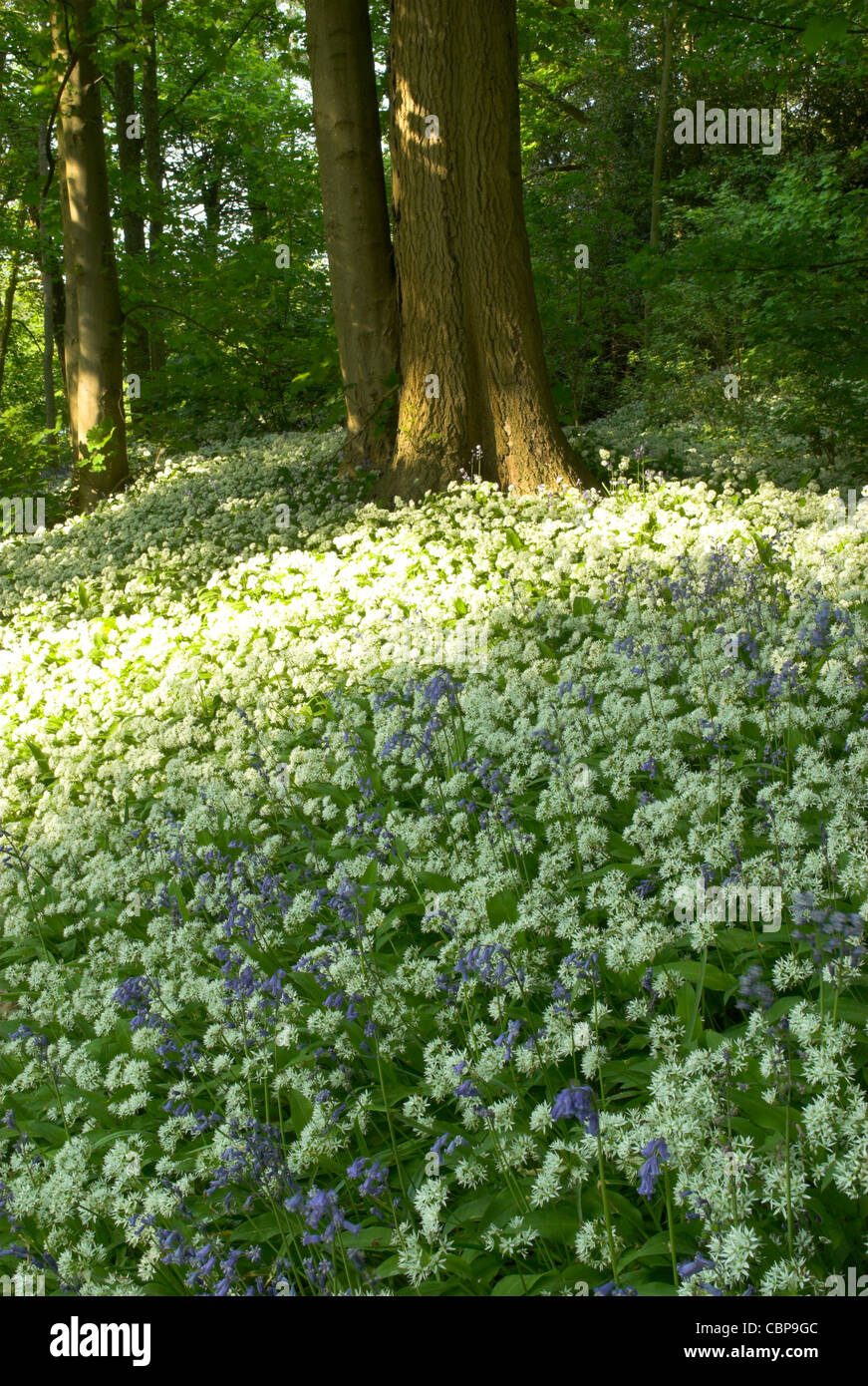Ein Teppich aus Knoblauchsrauke (Alliaria Petiolata) in einem Wald in West Sussex. Stockfoto