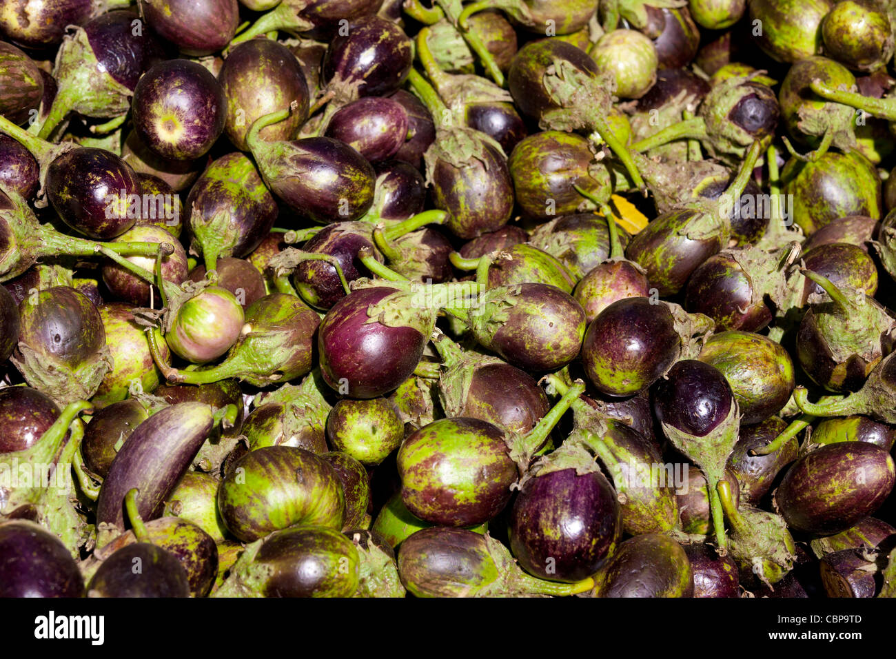 Frische Auberginen, Aubergine, auf Verkauf in Altmarkt Udaipur, Rajasthan, Westindien, Stockfoto