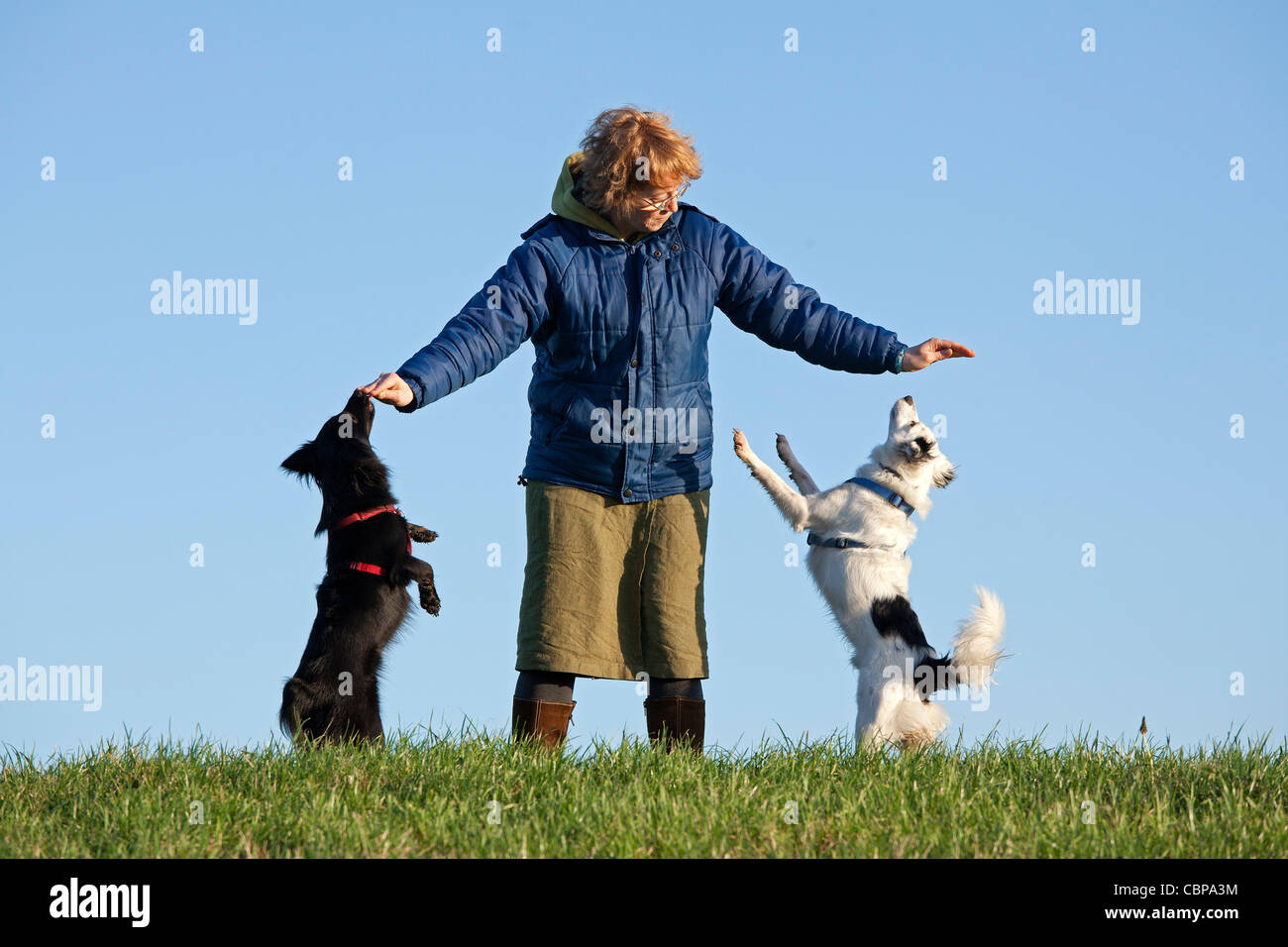 Frau Ausbildung zwei Hunde Stockfoto