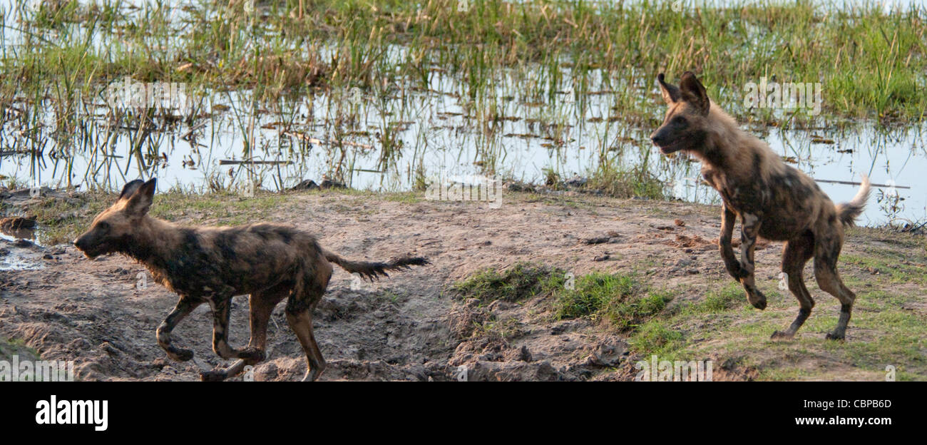 Afrika Botswana Linyanti Reserve-zwei afrikanische Wildhunde spielen und jagen Stockfoto