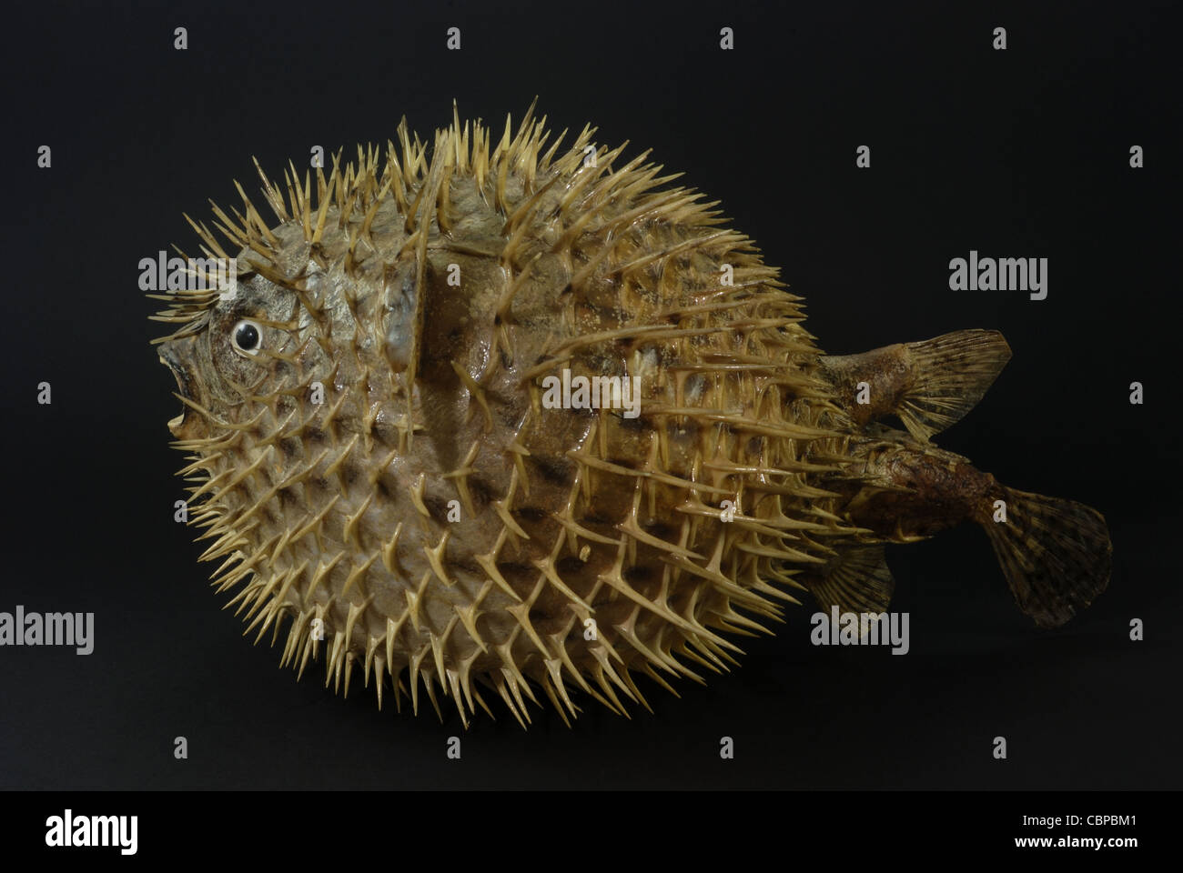 Nahaufnahme eines erhaltenen Ballon Fisches Diodon holocanthus Stockfoto