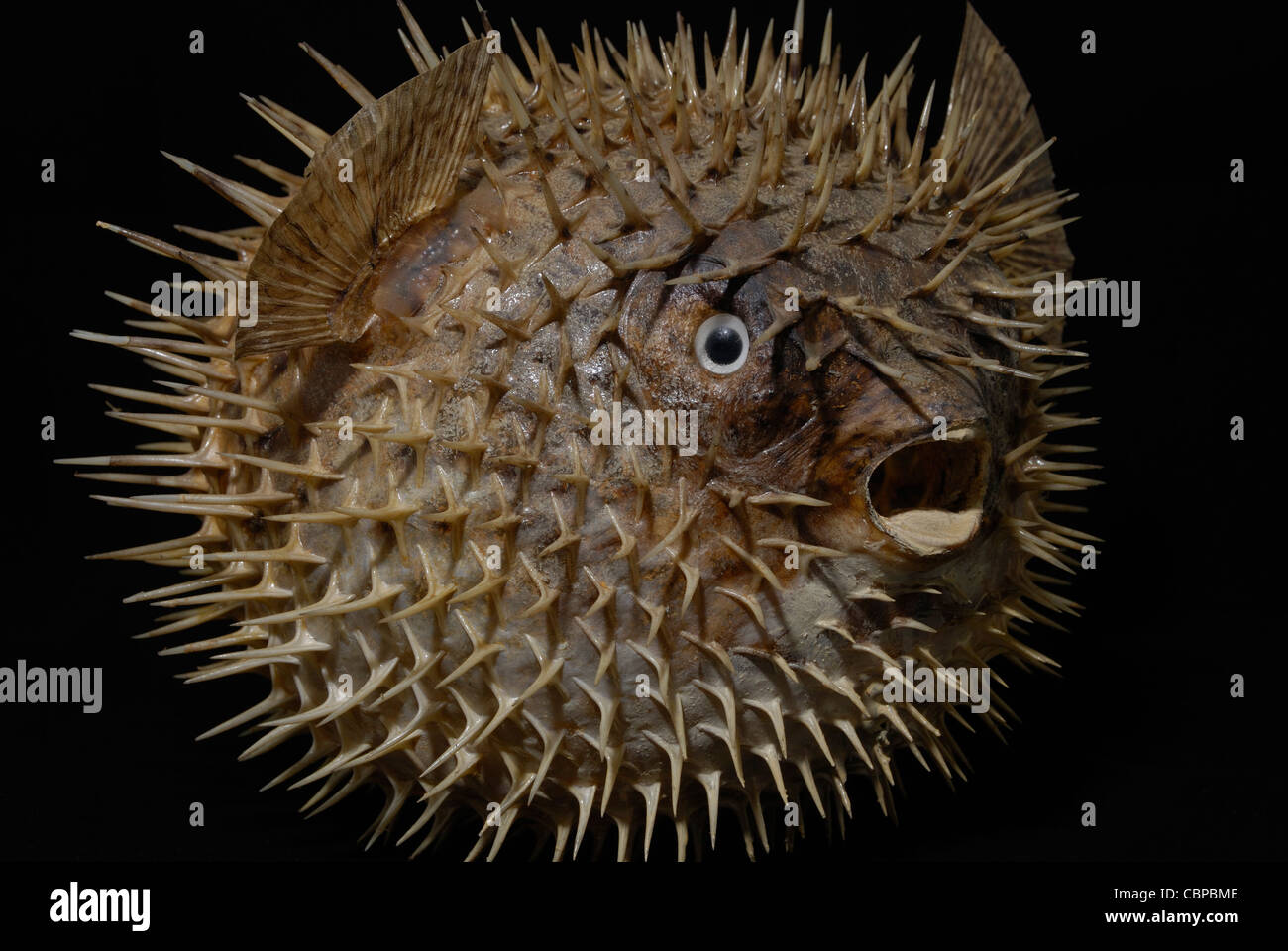 Nahaufnahme eines erhaltenen Ballon Fisches Diodon holocanthus Stockfoto