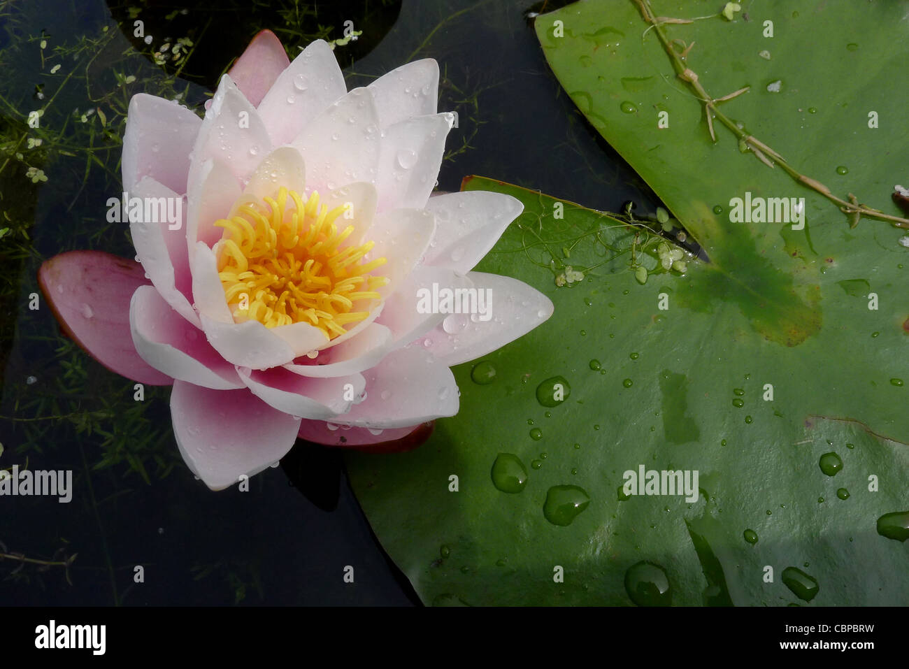 Eine blühende Seerose in der Nähe von Harrogate UK Stockfoto