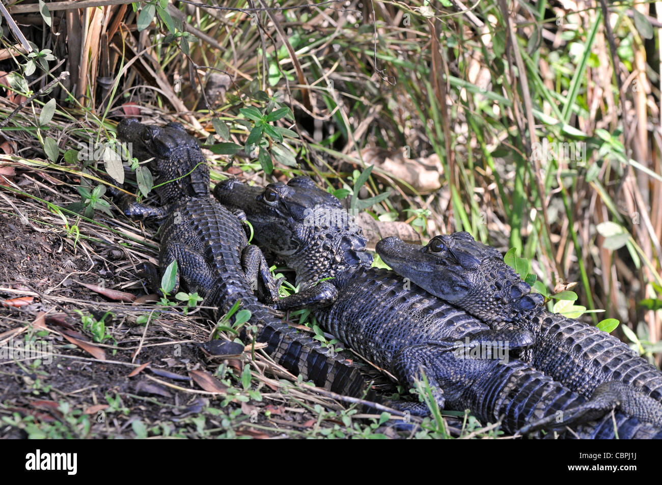 Amerikanischer Alligator: Alligator Mississippiensis. Florida, USA. Junge im nest Stockfoto