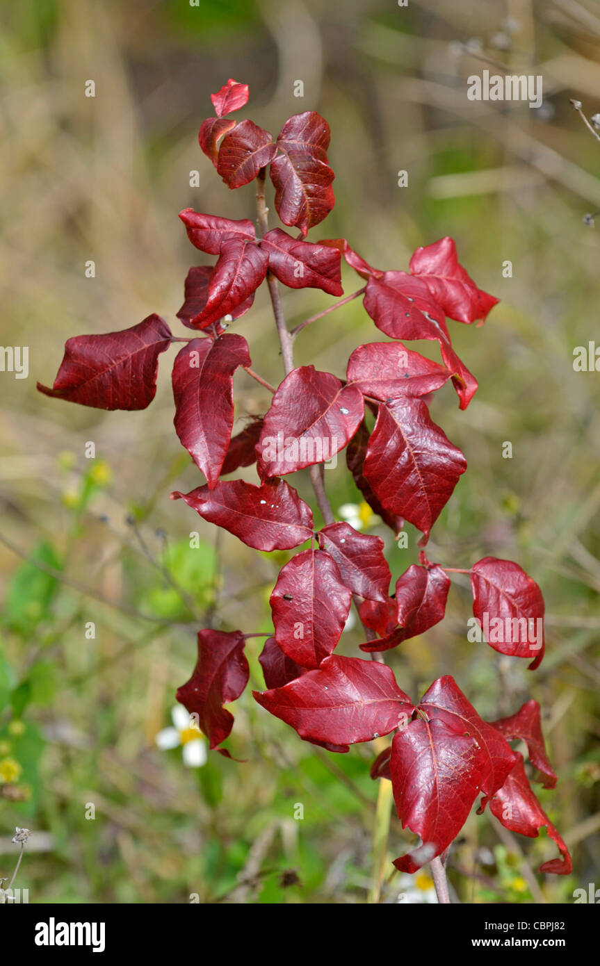 Poison Ivy: Toxicodendron Radicans (SY Rhus Radicans). Florida, USA Stockfoto