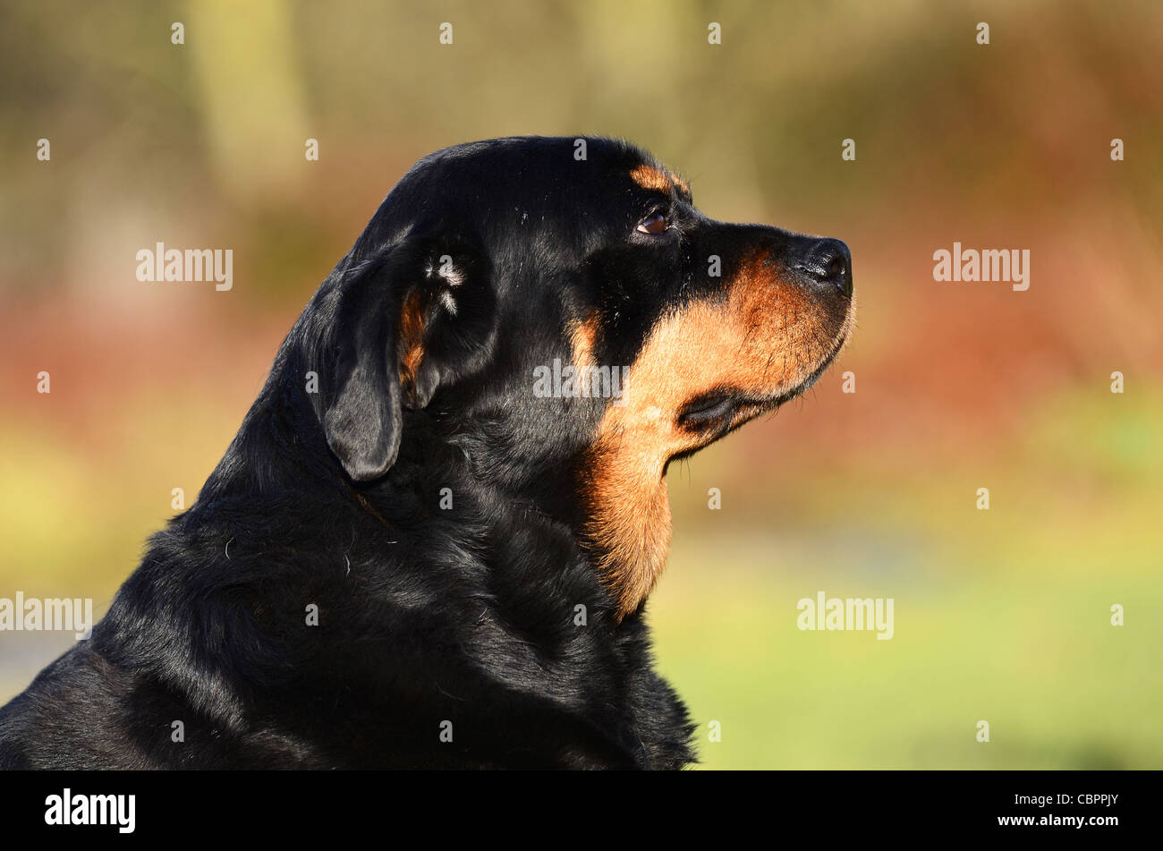 Rottweiler Hund in ein Feld an einem sonnigen Tag Stockfoto