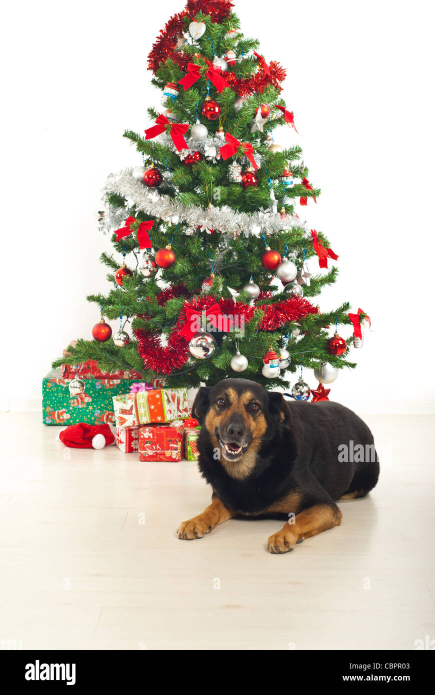 Lachender Hund mit natürlichen Look liegend am Boden durch Weihnachtsbaum und Geschenke Stockfoto