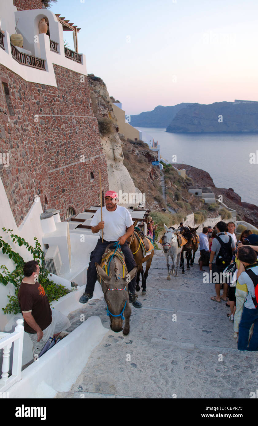 Esel auf Klippe hinauf auf den Berg in Santorini in Griechenland Griechische Inseln kommen Stockfoto