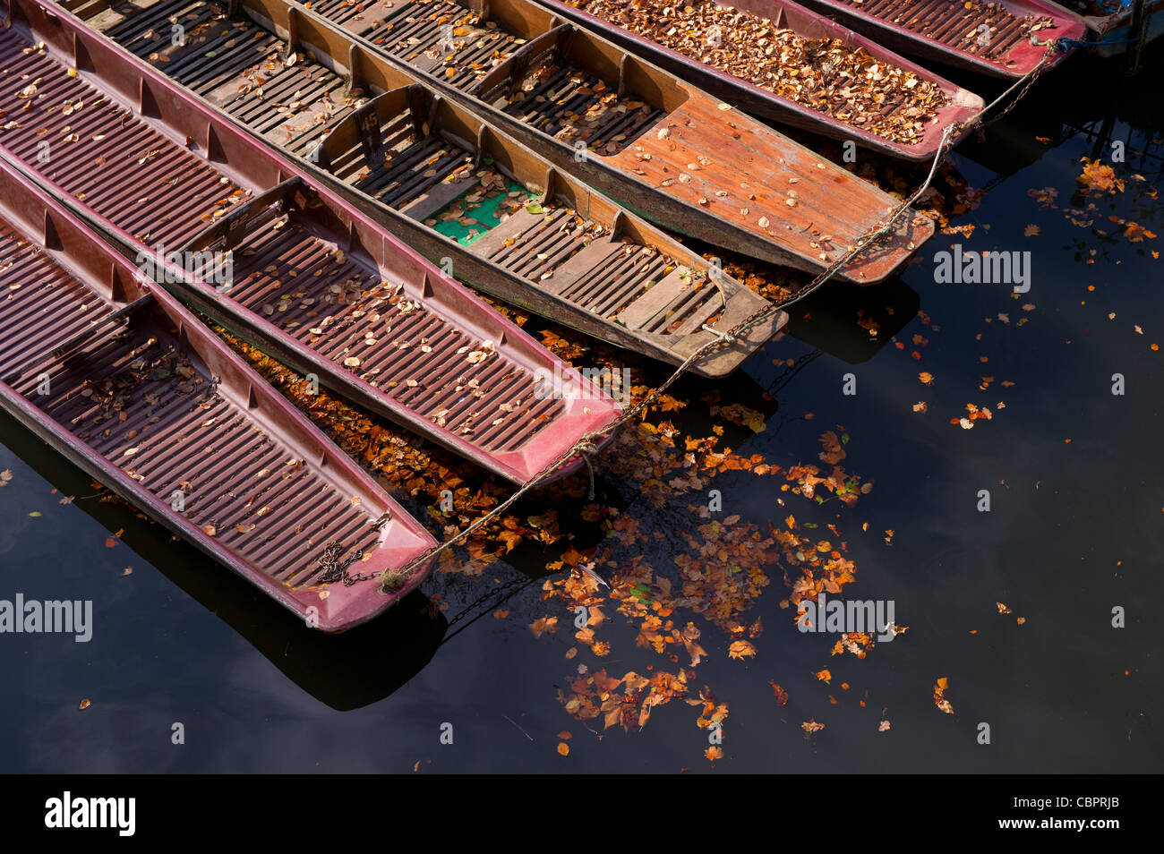 Herbstlaub in Punts in Oxford Stockfoto