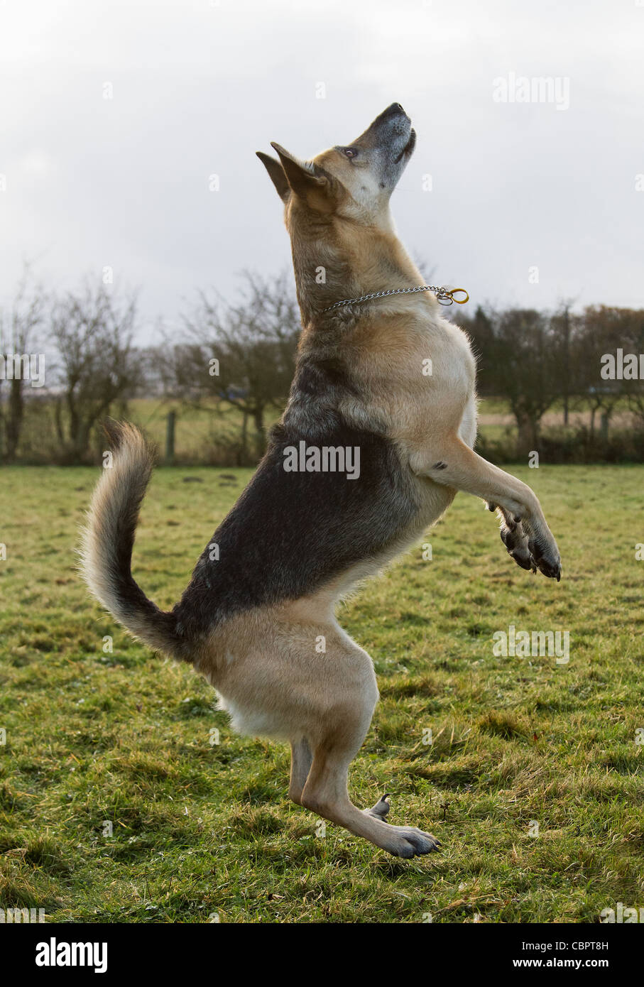 Schäferhund Kaffeetasse Schablone - Wiederverwendbare Hundetatze Motivvorlage