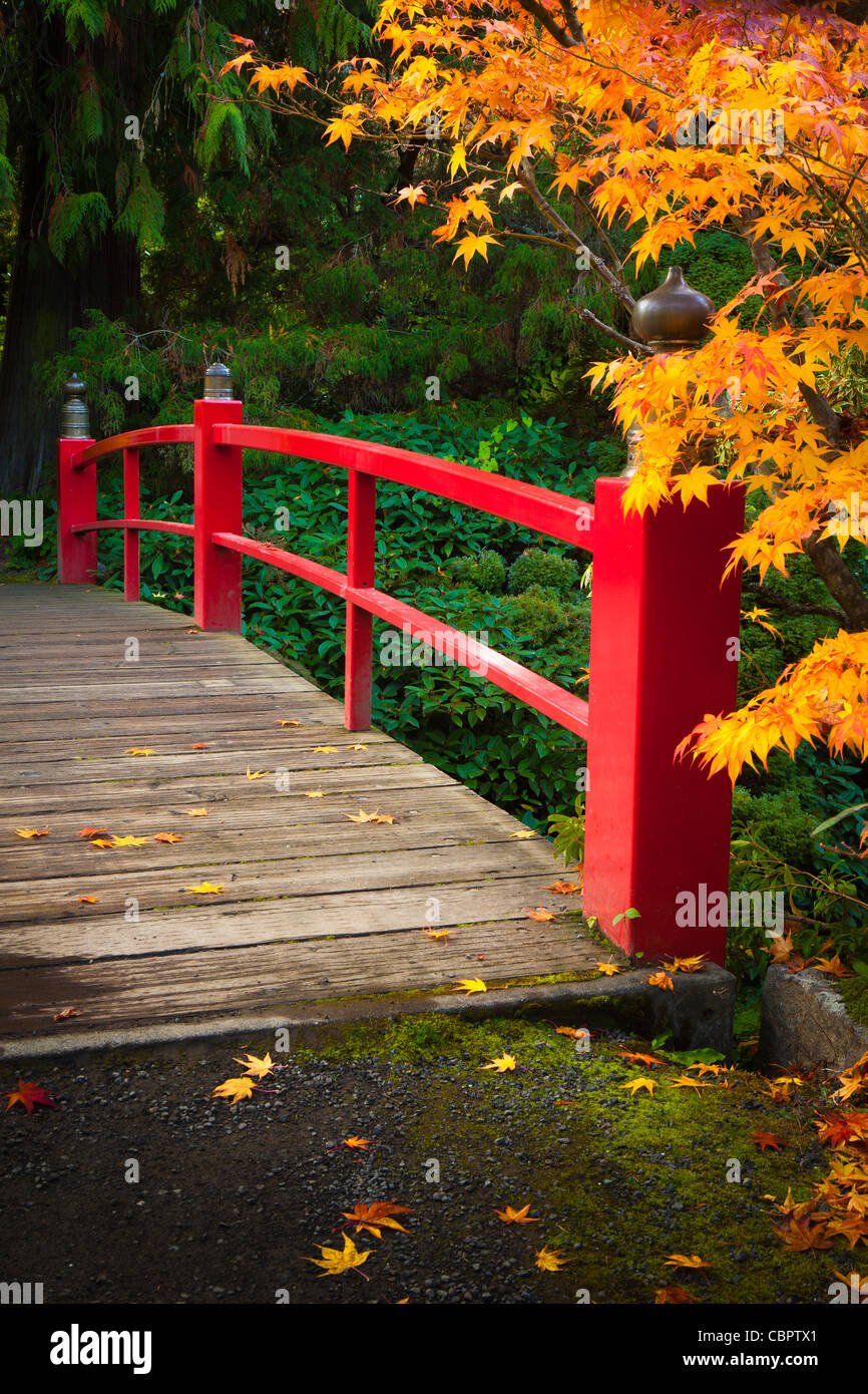 Fußgängerbrücke über den Teich umgeben von Ahornbäume im Herbst Farbe bei Kubota japanische Gärten, Seattle, Washington Stockfoto
