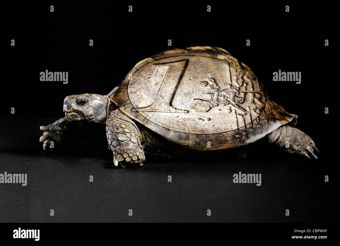 tierische Schildkröte Biologie Carapax bunte niedlich gefährdeten exotischen Natur Geduld Haustier Profil Schutz remote euro Stockfoto