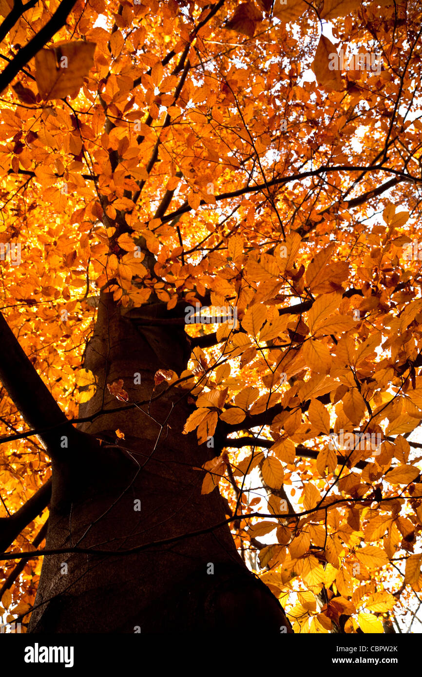 gelbe Herbst Blatt am großen Baum Buche Stockfoto