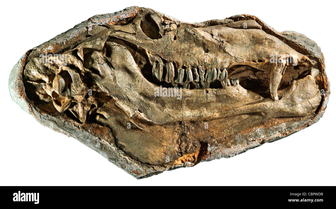 Gigantocamelus, oberen Pliozän und dem unteren Pliozän, Garten Co., Nebraska, fossile (Kopf ca. 3 Füße lang!) Stockfoto