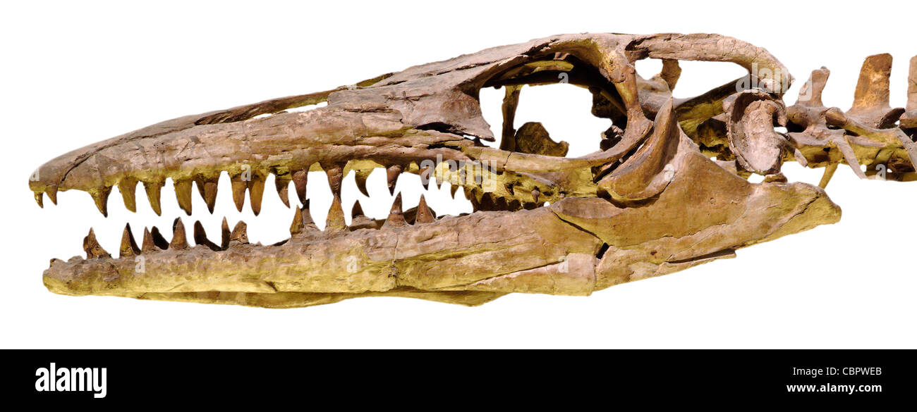 Marine Reptil, Mosasaurus, Kreidezeit Ozeane, Belgien Stockfoto