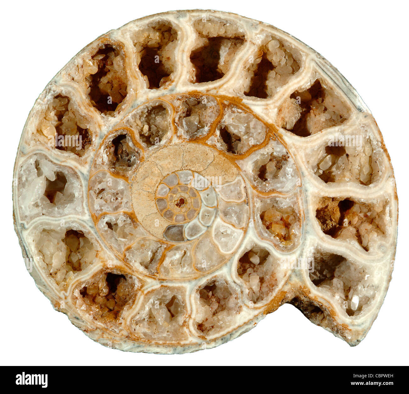 Fossile Ammoniten Querschnitt w/Calcit Xls, Parkinsonia Dorsetenisis, Inferior Oolith, mittleren Jura, England Stockfoto