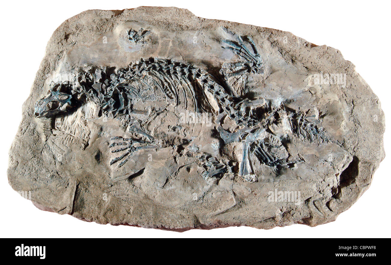 Polyglyphanodon Sternbergeri, späten Kreidezeit, North Horn Bildung, South Dragon Canyon in Utah Stockfoto