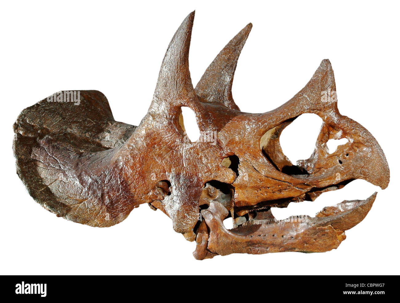 Triceratops Horridus Schädel Stockfoto