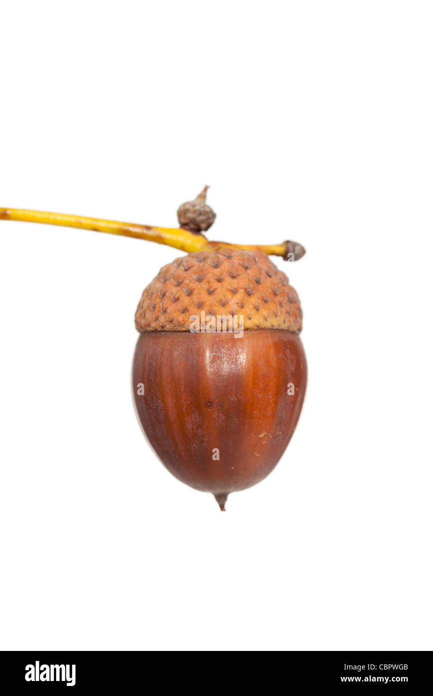 braune Eichel mit Stiel und Kappe auf weiß Stockfoto