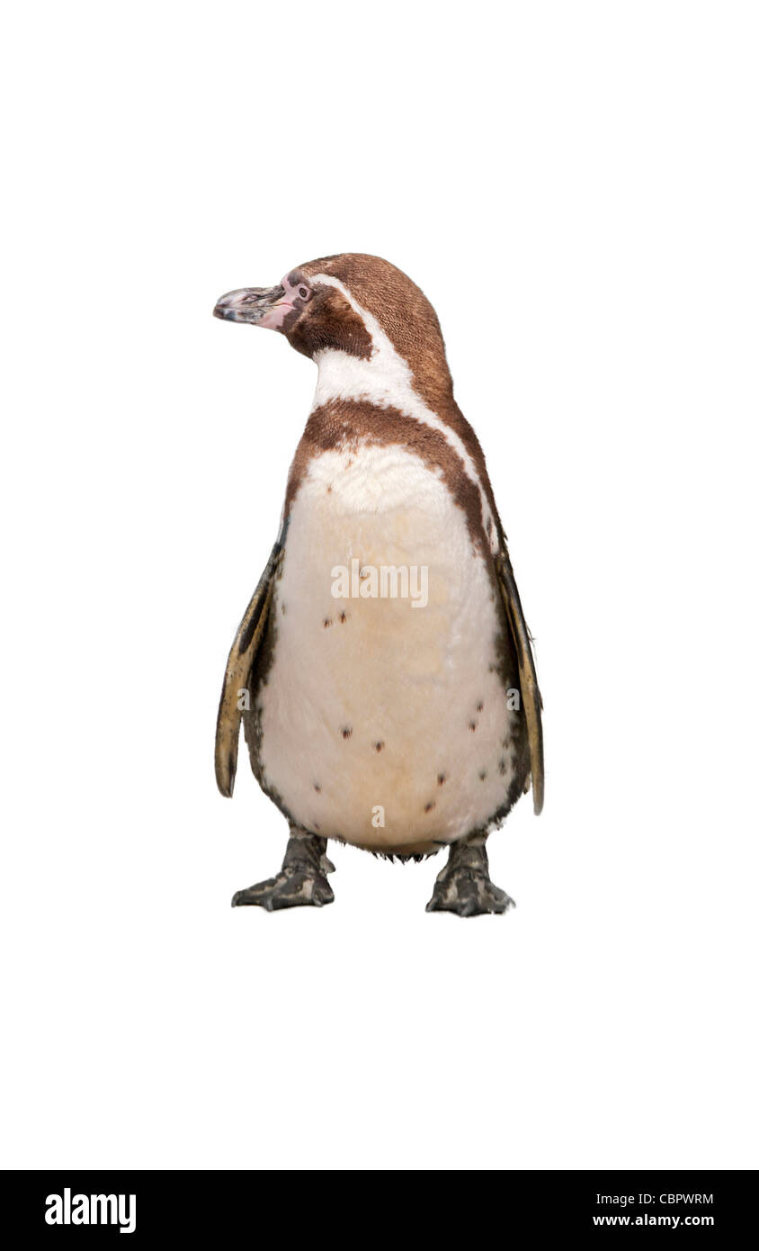 Magellanic Penguin, Spheniscus Magellanicus oder südamerikanische Pinguin isoliert auf weißem Hintergrund Stockfoto