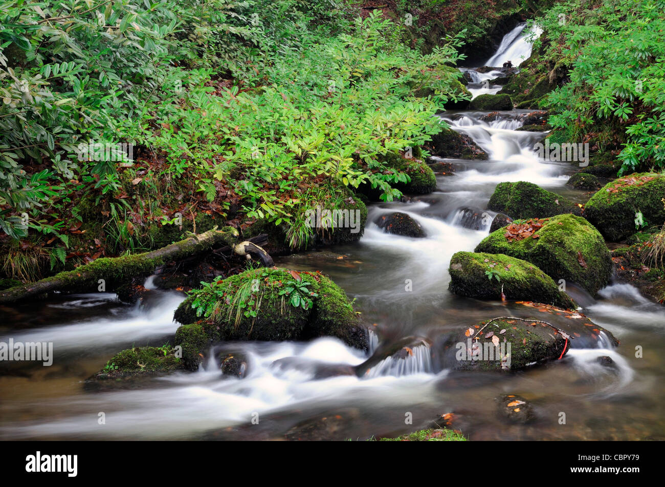 Phoenix Park Tee Zimmer Café Café Herbst fallen Dublin Irland Blatt Abdeckung bedeckt übersäten Pfad Weg Stockfoto