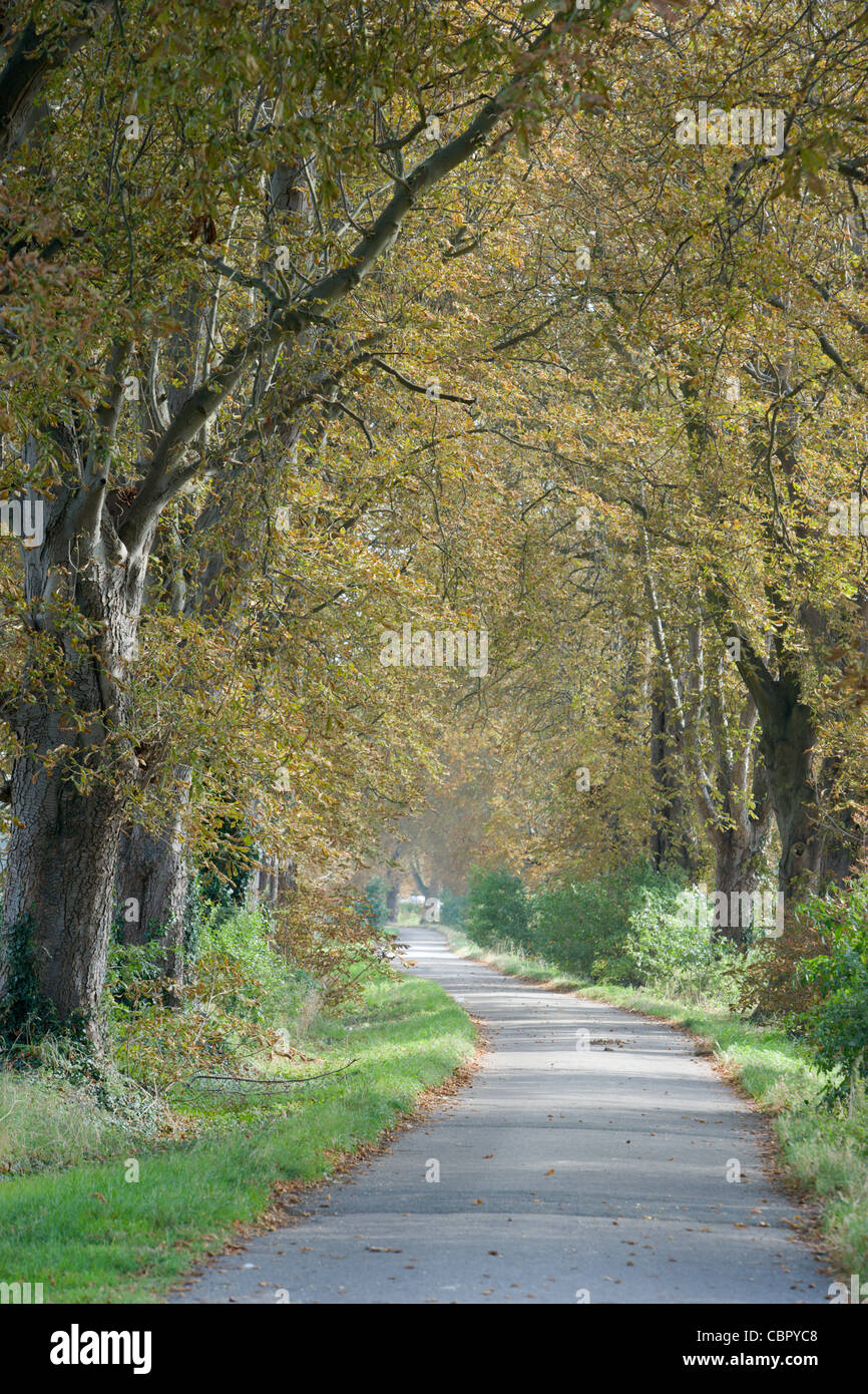 Rosskastanien aesculus hippocastanum Fotos und Bildmaterial in hoher