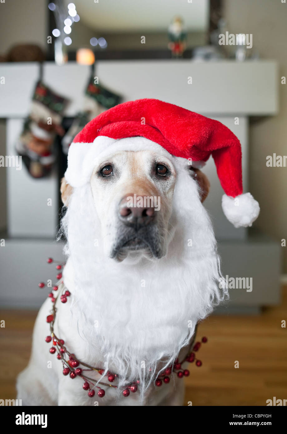 Hund als Weihnachtsmann verkleidet. Stockfoto