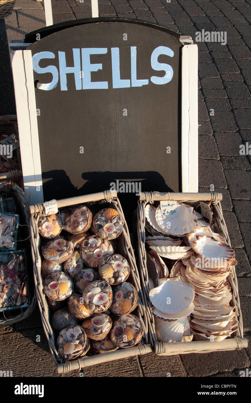 Sea shells auf Verkauf zu einem Meer Stand an Brighton Seafront, East Sussex, UK. Stockfoto