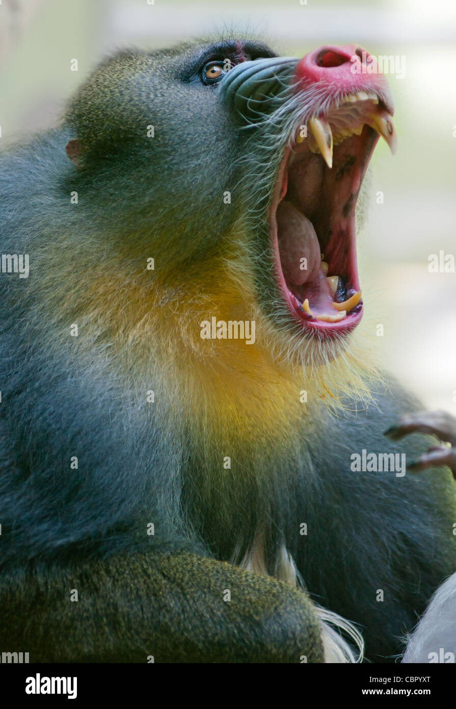 Aggressive männliche Mandrill (Papio Sphinx) zeigt seine Zähne. Stockfoto