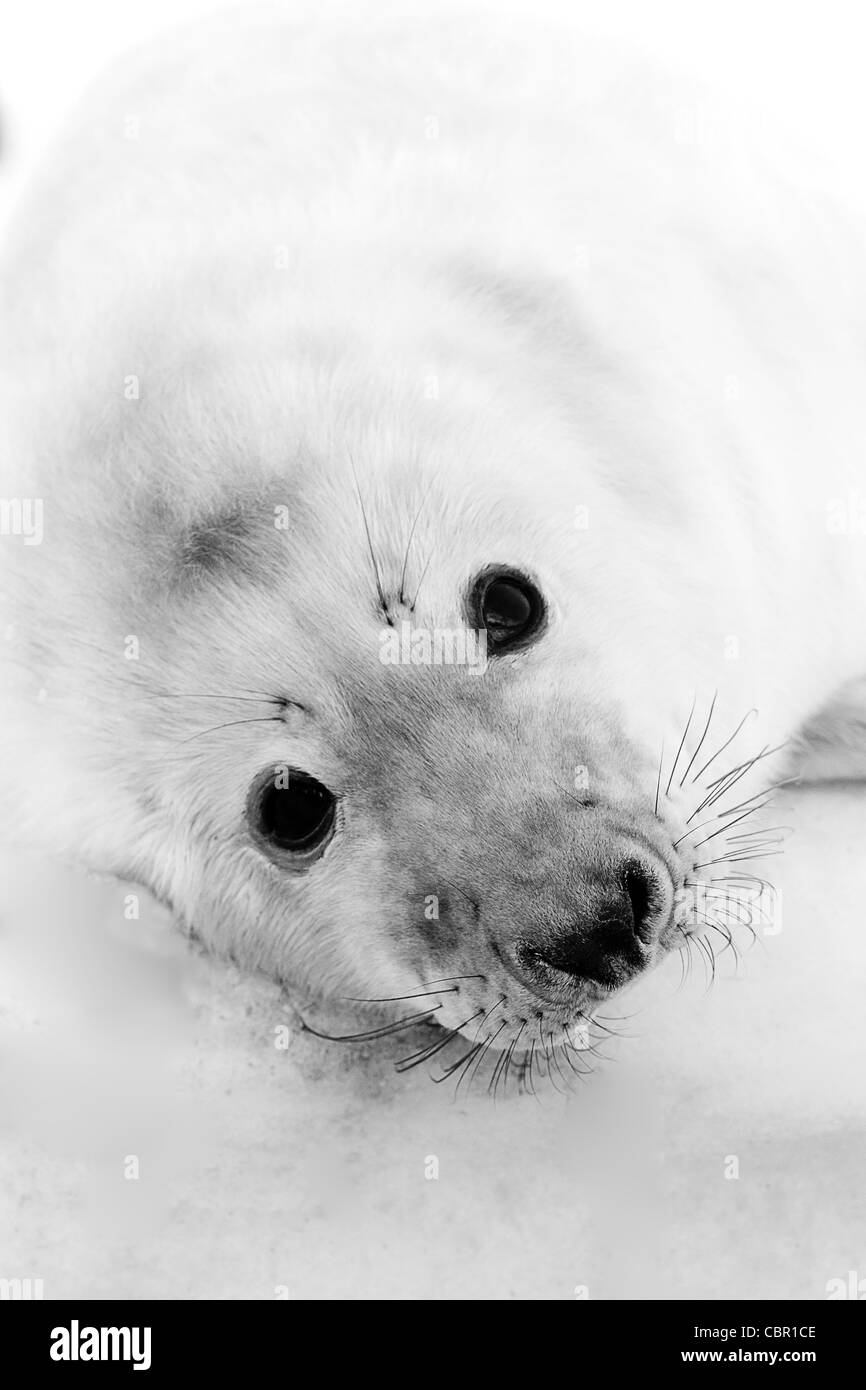 Grey Seal Pup Porträt Stockfoto
