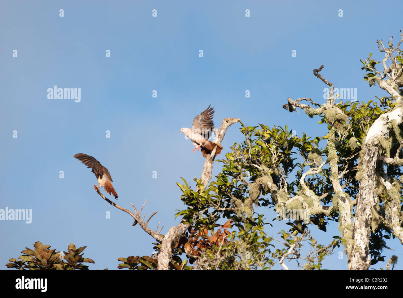 Wildes rosa Taube Columba (ehemals Nesoenas) Mayeri unteren Black River Gorges, Mauritius. Mauritius Wildlife foundation Stockfoto