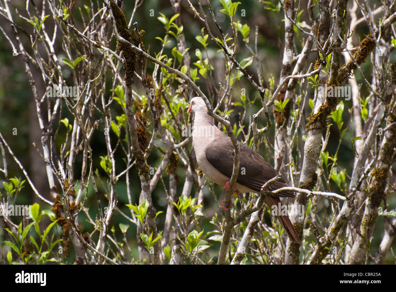 Wildes rosa Taube Columba (ehemals Nesoenas) Mayeri unteren Black River Gorges, Mauritius. Mauritius Wildlife foundation Stockfoto