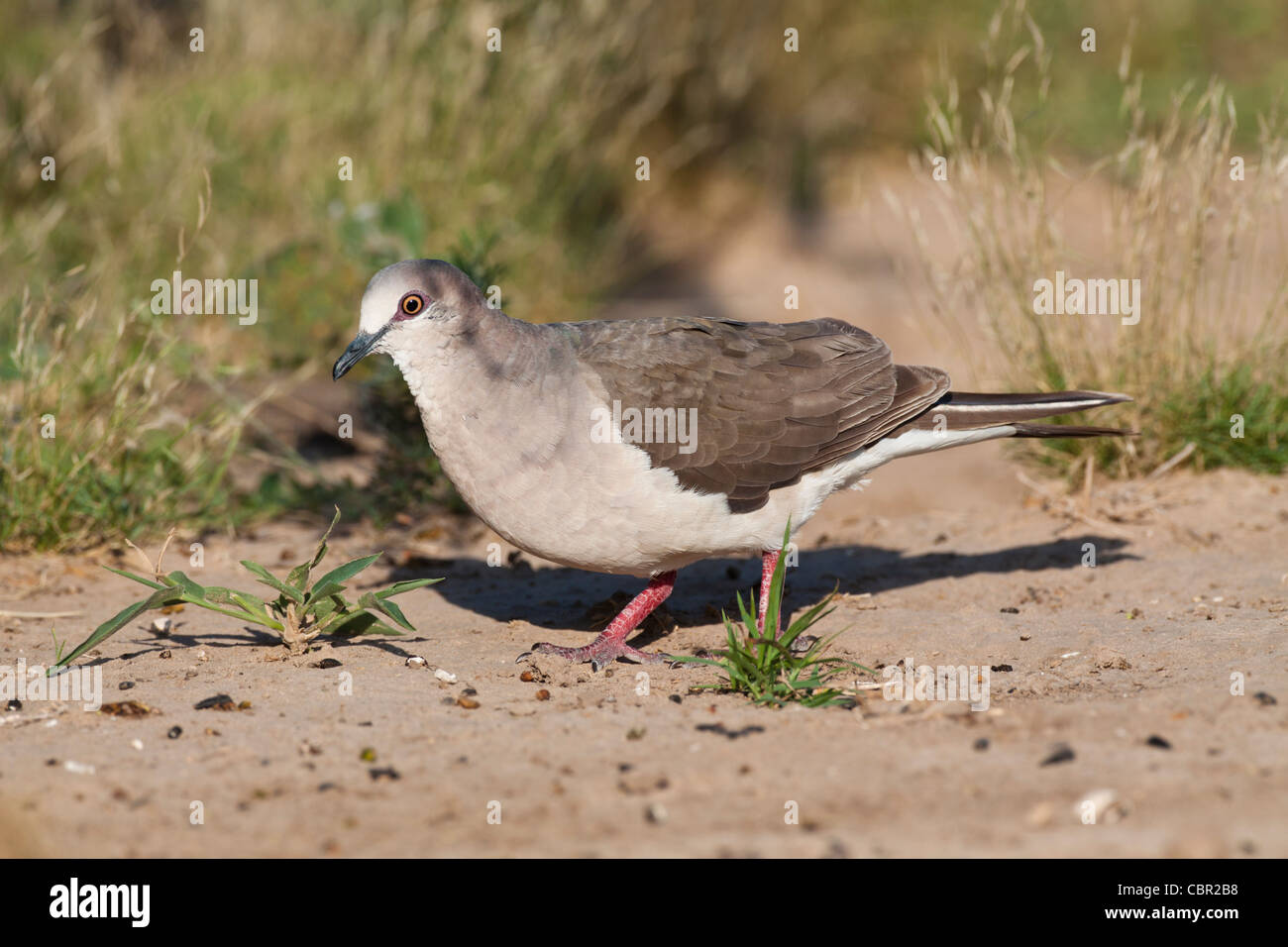 Taube mit weißer Spitze, Leptotila verreauxi, eine große tropische Taube der Neuen Welt auf einer Ranch in Südtexas. Stockfoto