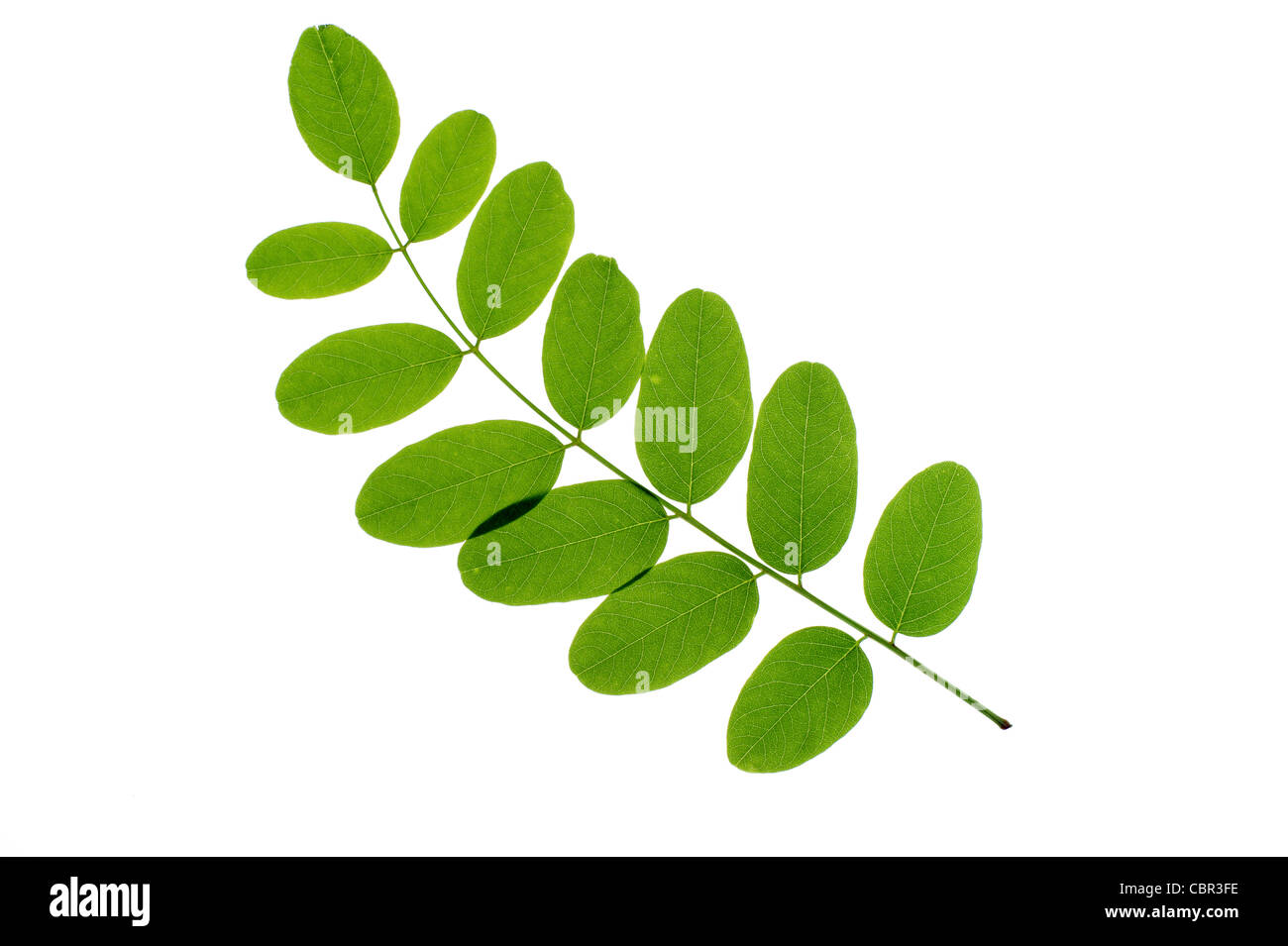 grünes Blatt auf weißem Hintergrund Stockfoto