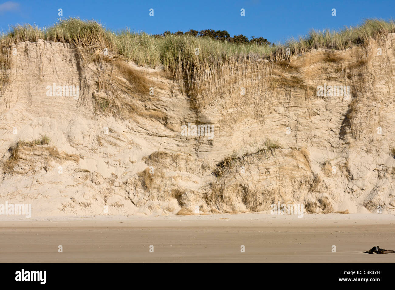 Der Roaring Forties erodiert dieser Sanddüne, zeigt die Tiefe der Wurzeln von Gräsern und Pflanzen. Stockfoto