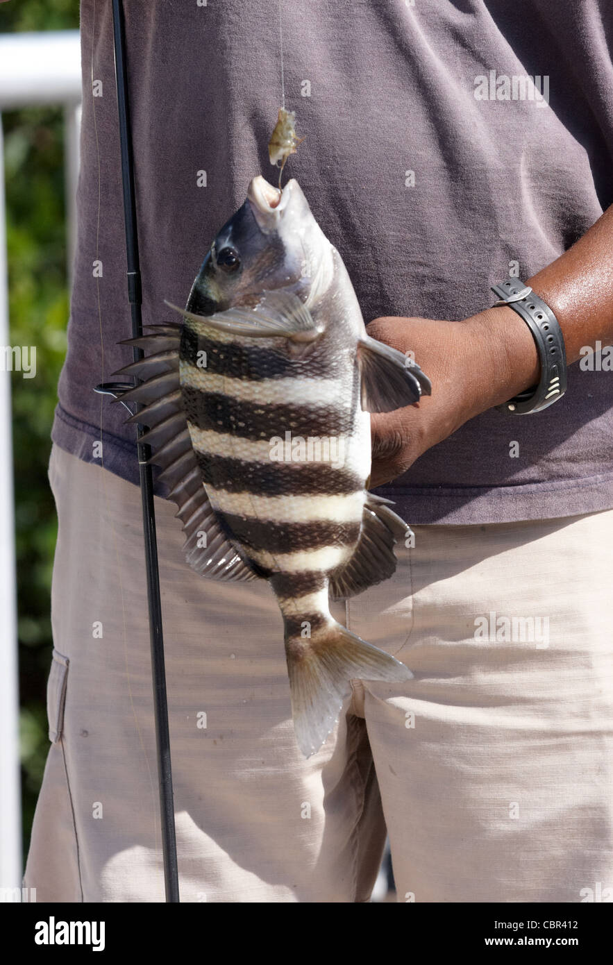 Ein großer Fisch gefangen mit einem Stab von einem stolzen Fischer Stockfoto