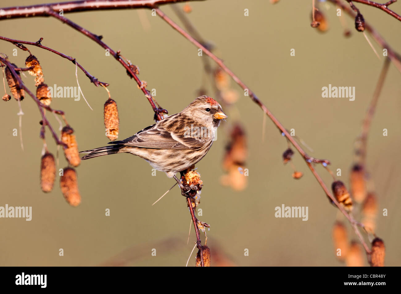 Geringerem Redpoll, Zuchtjahr Kabarett, einziger Vogel auf Silver Birch Kätzchen, Warwickshire, Dezember 2011 Stockfoto