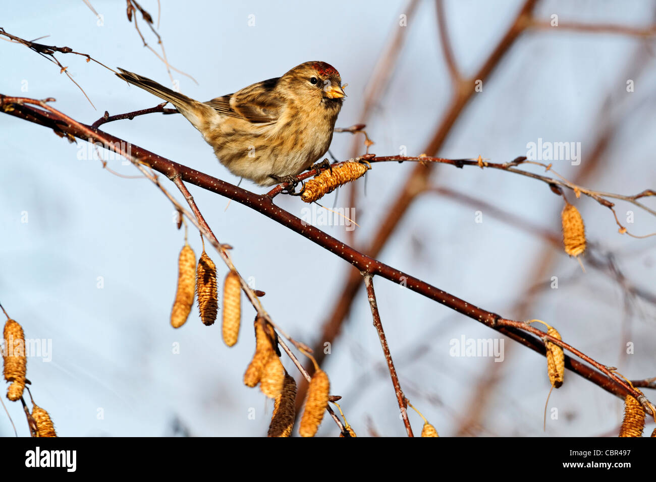 Geringerem Redpoll, Zuchtjahr Kabarett, einziger Vogel auf Silver Birch Kätzchen, Warwickshire, Dezember 2011 Stockfoto