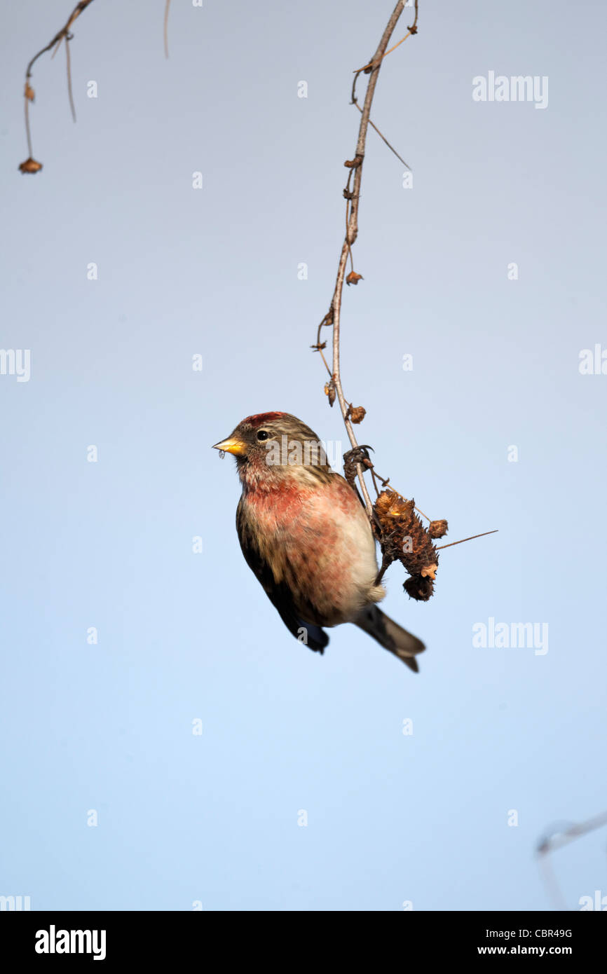 Geringerem Redpoll, Zuchtjahr Kabarett, einziger Vogel auf Silver Birch Kätzchen, Warwickshire, Dezember 2011 Stockfoto
