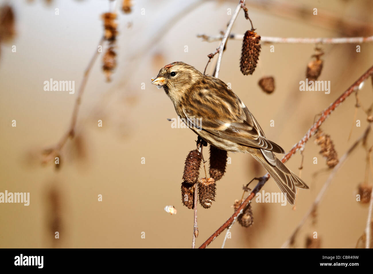 Geringerem Redpoll, Zuchtjahr Kabarett, einziger Vogel auf Silver Birch Kätzchen, Warwickshire, Dezember 2011 Stockfoto