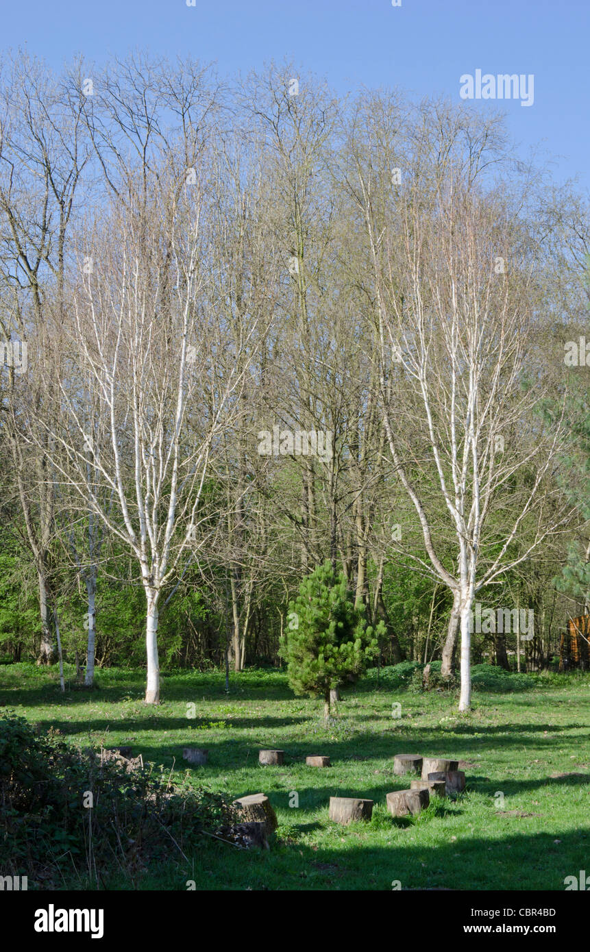 Sonne-Schattenwurf in einer Waldlichtung mit Silber Birken Stockfoto