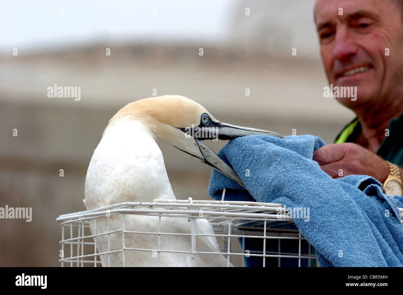 Tier Rettung Mann Roger Musselle von Woodingdean in der Nähe von Brighton löst ein Gannet zurück in die Wildnis auf Saltdean Strand Stockfoto