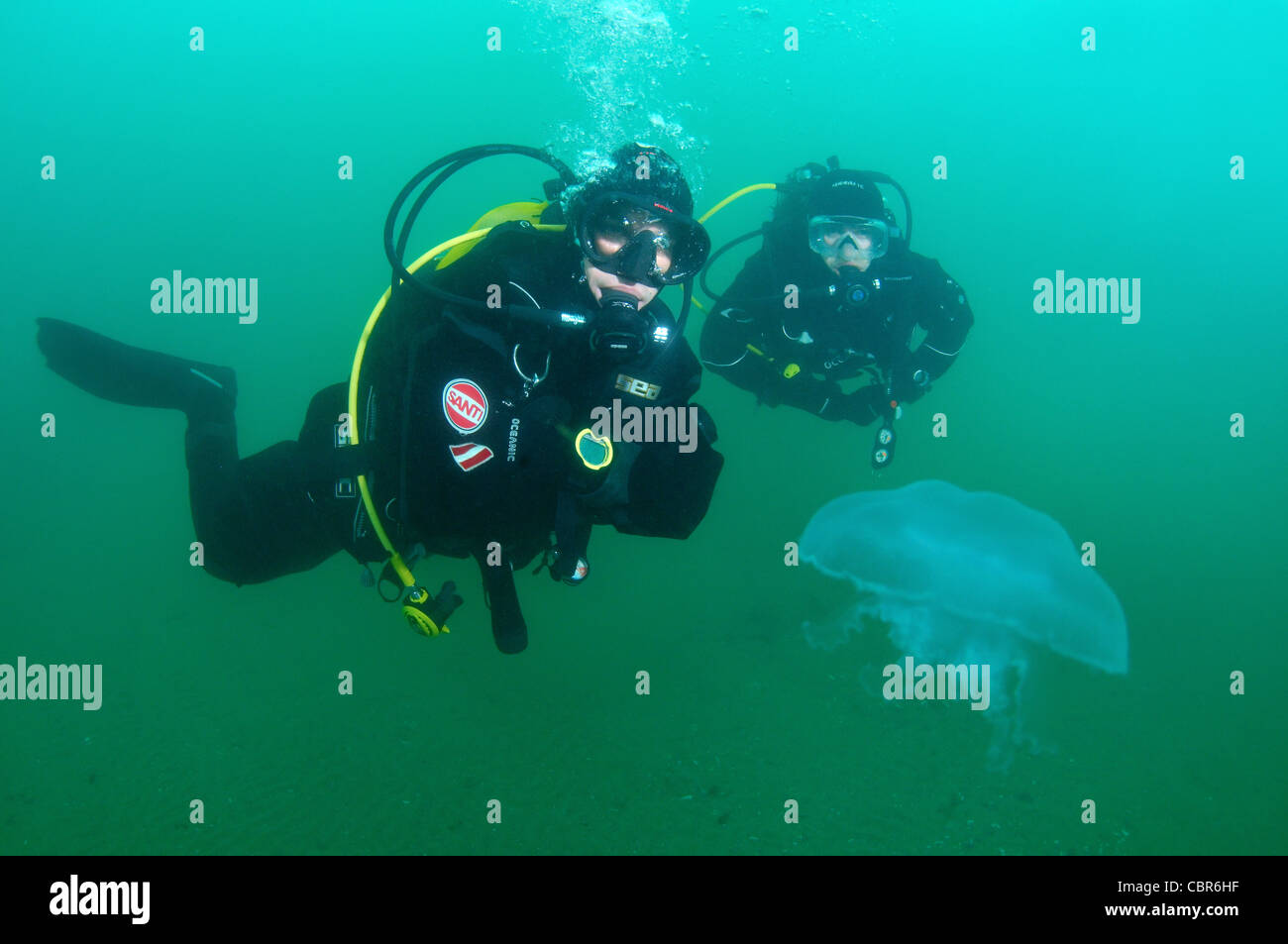 Taucher mit gemeinsamen Quallen (Aurelia Golden), Odessa, Schwarzes Meer, Ukraine, Osteuropa Stockfoto