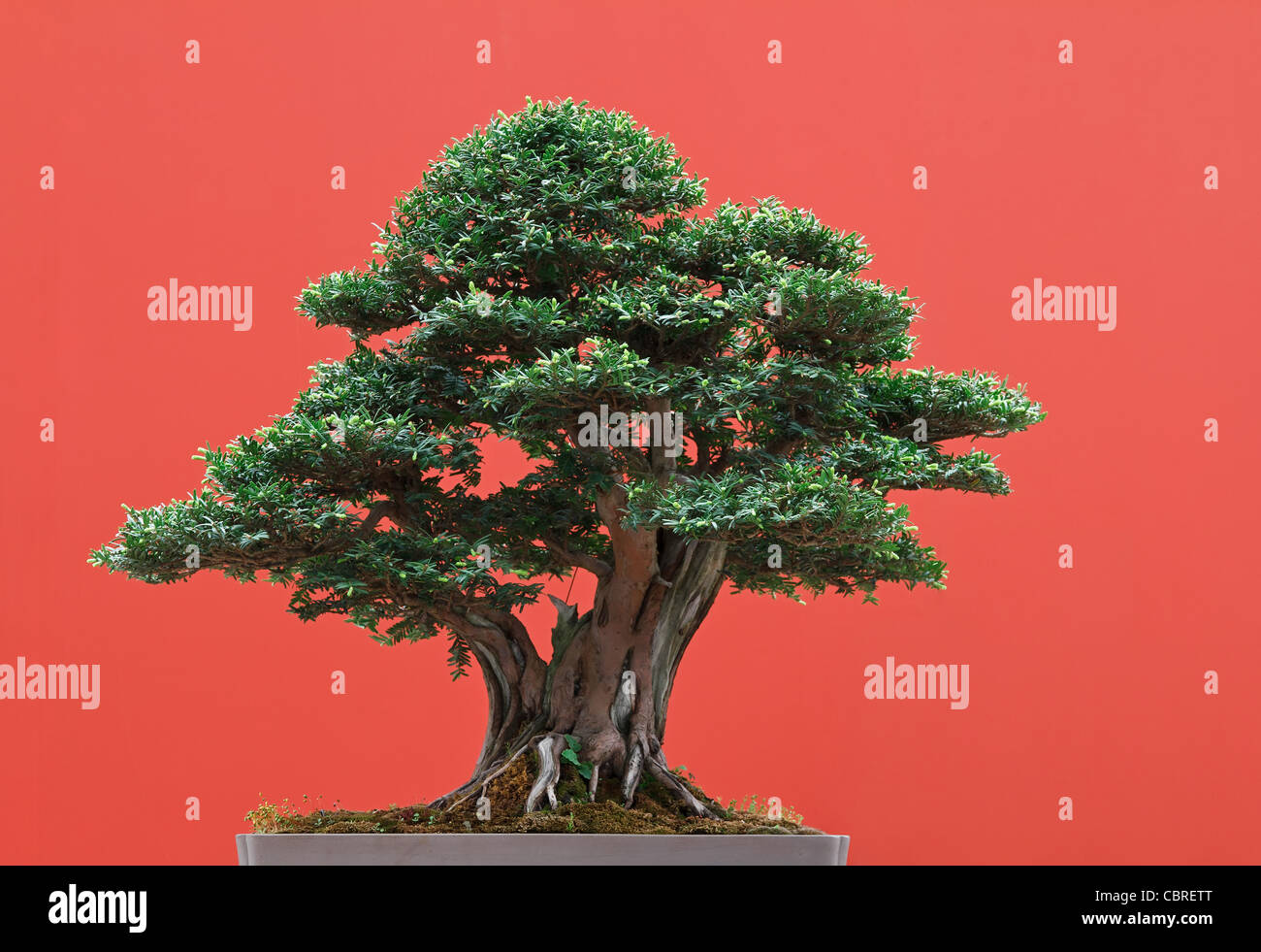 qualitativ hochwertige Taxus Bonsai auf rotem Grund Stockfoto